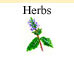 Herb Seeds