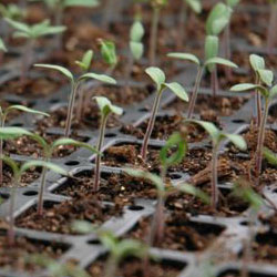 seedlings New Seedlings